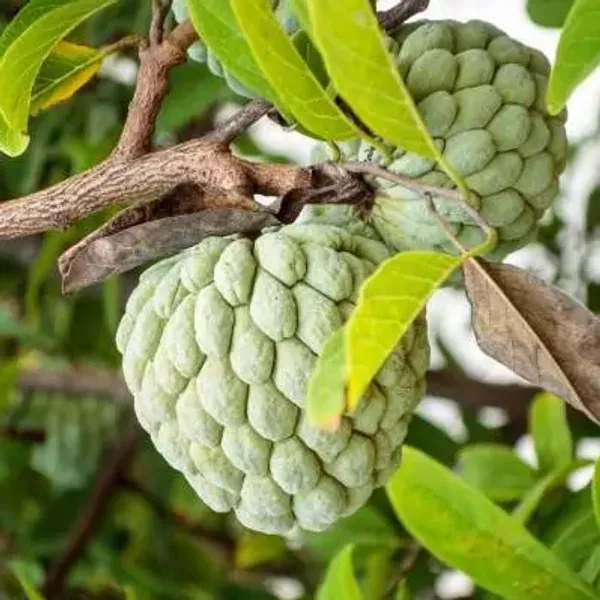 Green_Custard_Apple_Grafted_Fruit_Plant