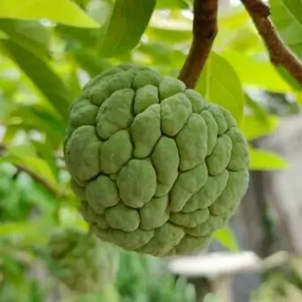 Green_Custard_Apple_Grafted_Fruit_Plant
