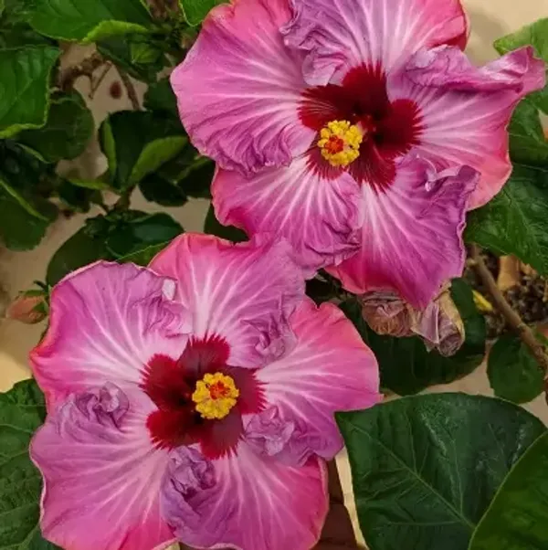 Dark_Pink_American_Variety_Hibiscus_Flower_Plant