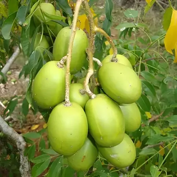 Green_Hog_Plum_Amra_Grafted_&_Amp_Hybrid_Fruit_Plant