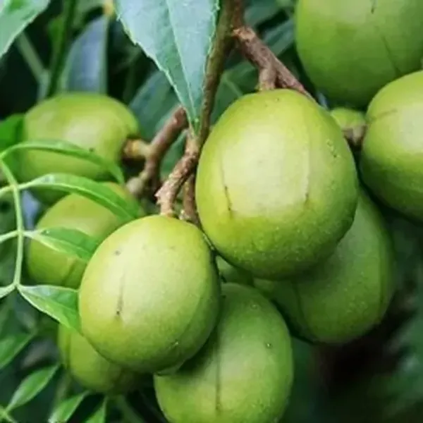 Green_Hog_Plum_Amra_Grafted_&_Amp_Hybrid_Fruit_Plant