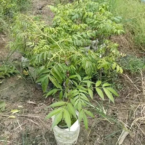 Green_Hog_Plum_Amra_Grafted_&_Amp_Hybrid_Fruit_Plant