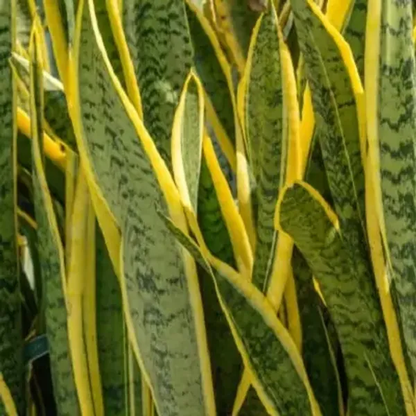 Green_Premium_Perfect_For_Adding_Beauty_Snake_Plant