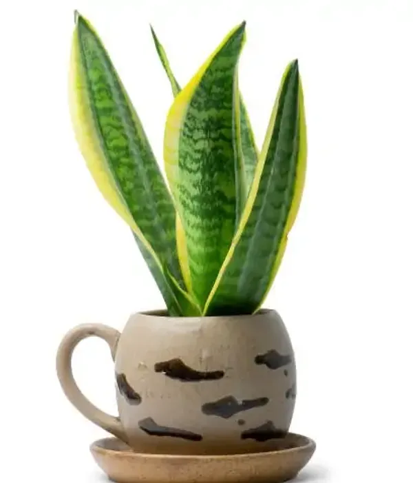 Green_Premium_Perfect_For_Adding_Beauty_Snake_Plant