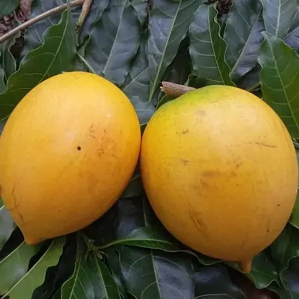 Orange_Giant_Abui_Pouteria_Caimito_Grafted_&_Amp_Hybrid_Fruit_Plant