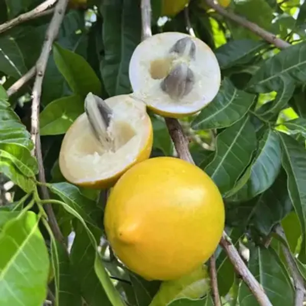 Orange_Giant_Abui_Pouteria_Caimito_Grafted_&_Amp_Hybrid_Fruit_Plant