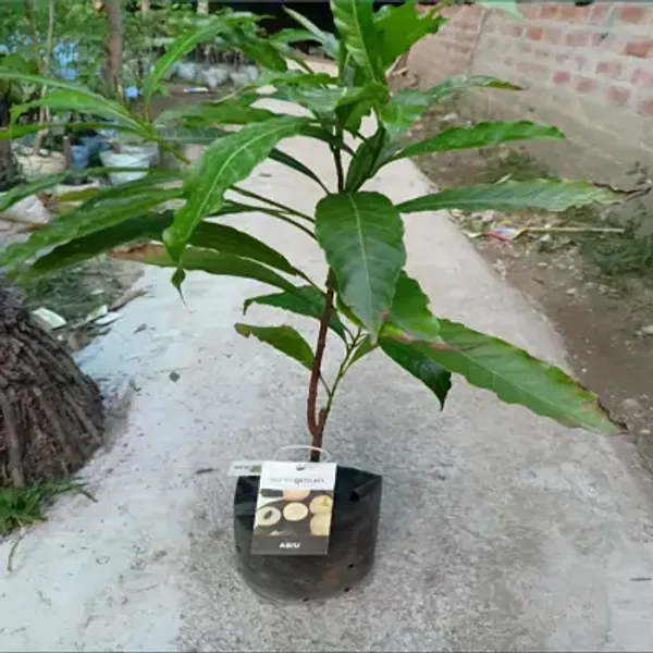 Orange_Giant_Abui_Pouteria_Caimito_Grafted_&_Amp_Hybrid_Fruit_Plant