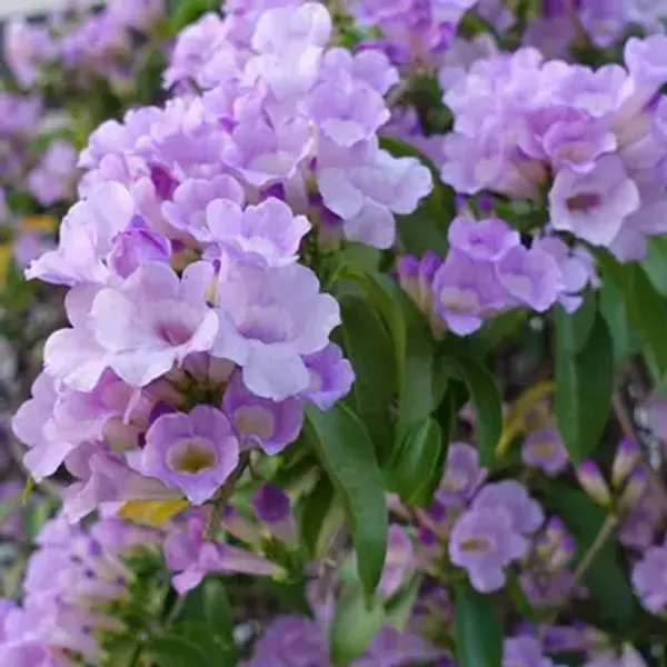 Garlic_Vine_Flower_Plant