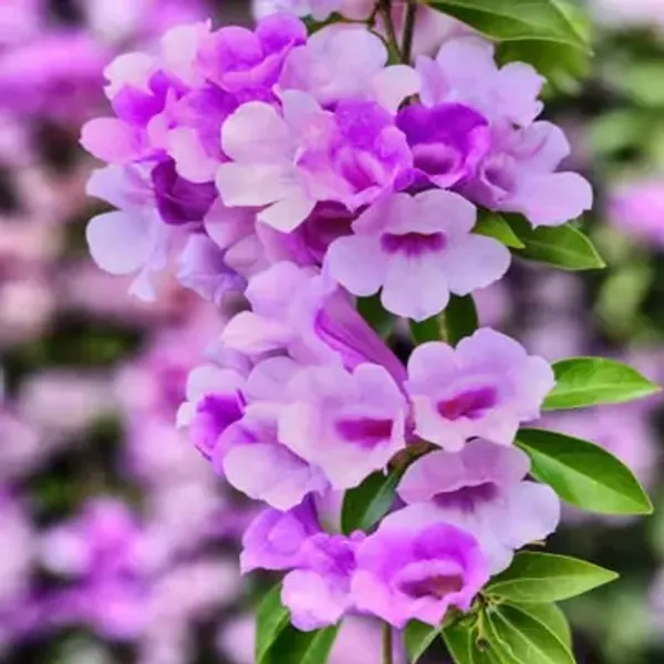 Garlic_Vine_Flower_Plant