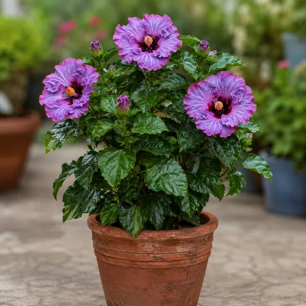 Purple_American_Variety_Hibiscus_Flower_Plant