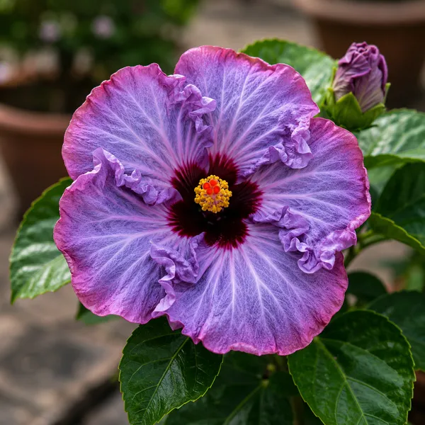 Purple_American_Variety_Hibiscus_Flower_Plant