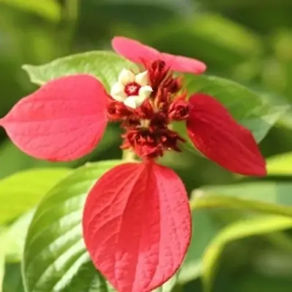 Red_Mussaenda_Philippica_Flower_Plant