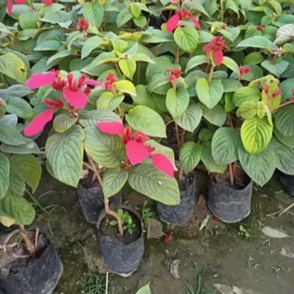 Red_Mussaenda_Philippica_Flower_Plant