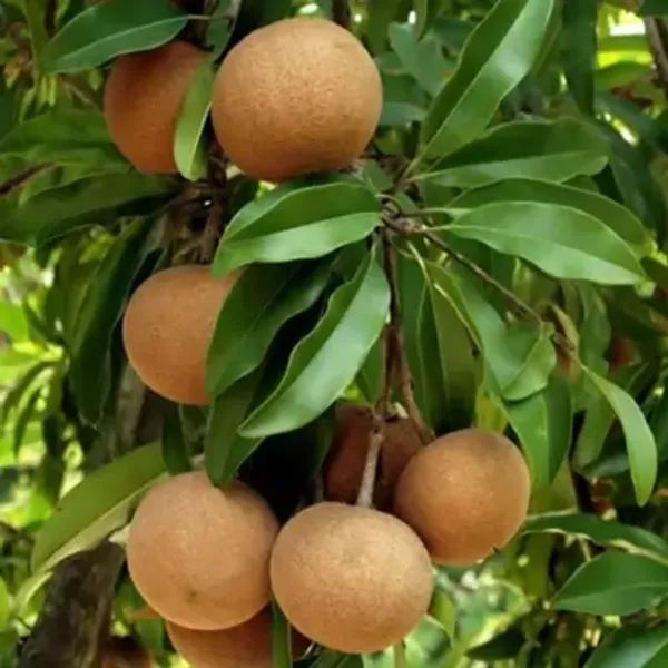 Orange_Thai_Variety_Grafted_Chikoo_Fruit_Plant