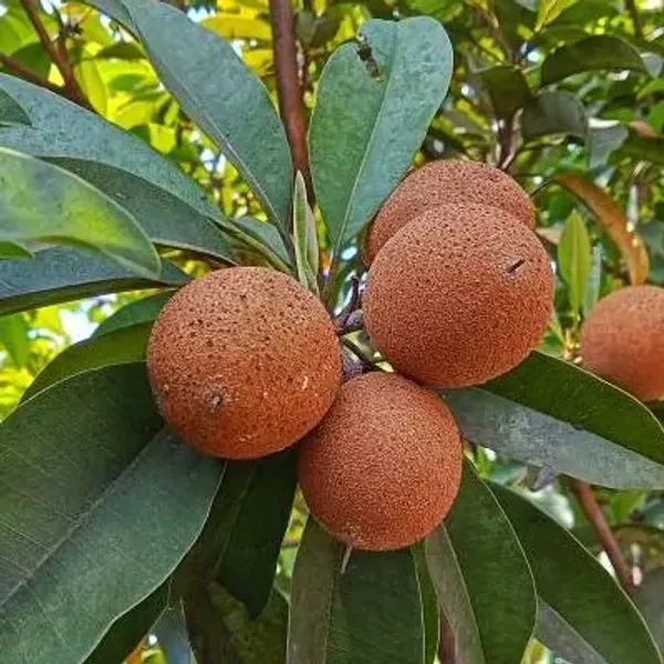 Orange_Thai_Variety_Grafted_Chikoo_Fruit_Plant