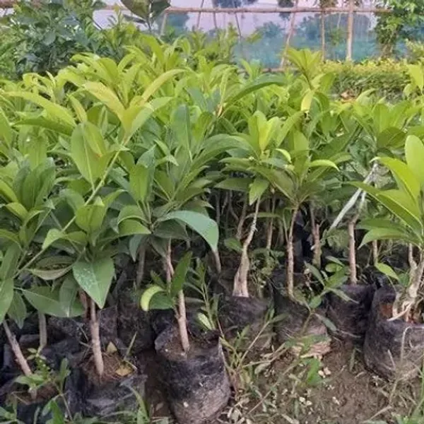 Orange_Thai_Variety_Grafted_Chikoo_Fruit_Plant