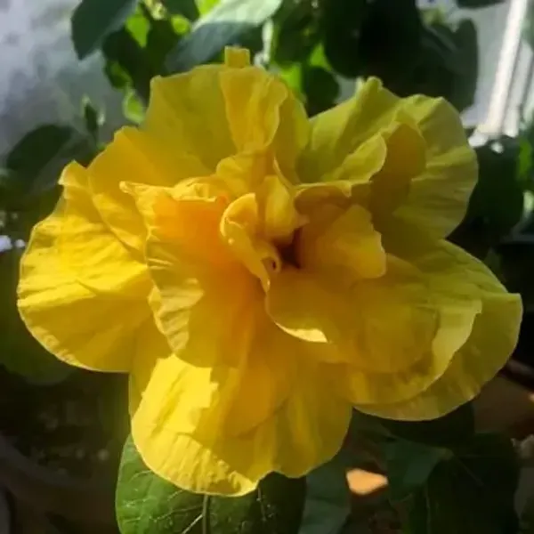 Yellow_Double_Petal_Grafted_Hibiscus_Flower_Plant