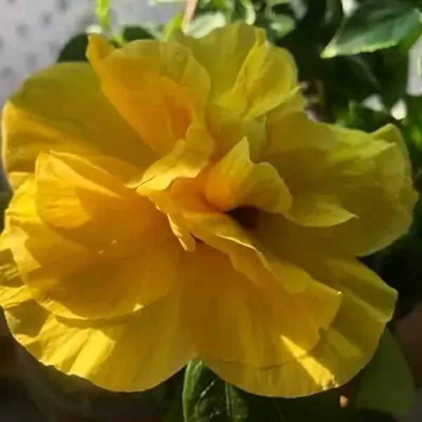 Yellow_Double_Petal_Grafted_Hibiscus_Flower_Plant