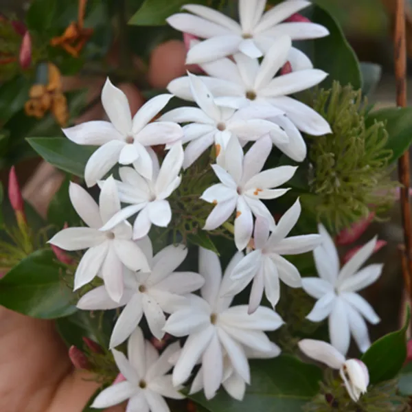 White_Star_Jasmine_Perfuming_Flower_Plant
