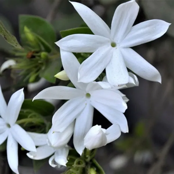 White_Star_Jasmine_Perfuming_Flower_Plant