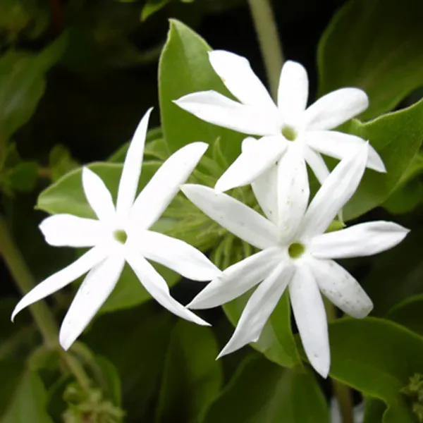 White_Star_Jasmine_Perfuming_Flower_Plant