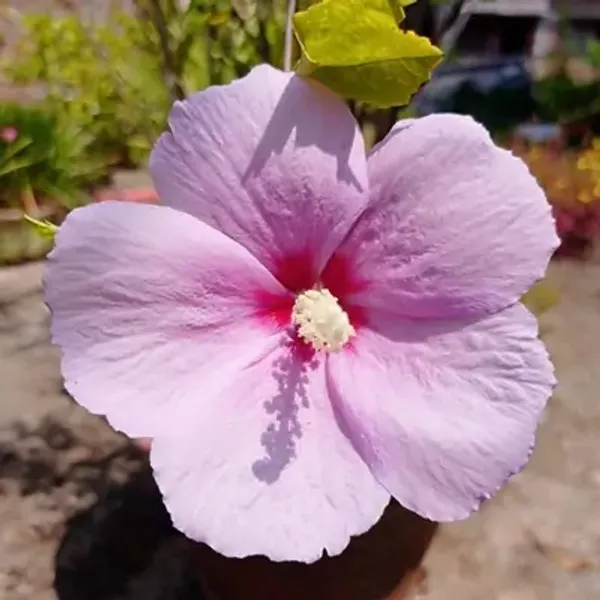 Pink_Puna_Hibiscus_Flower_Plant