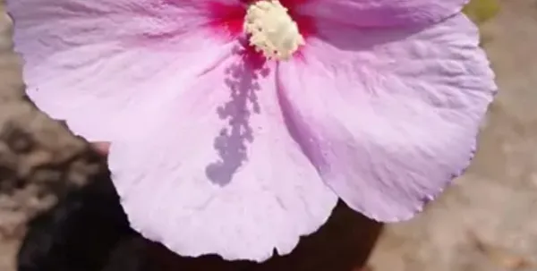 Pink_Puna_Hibiscus_Flower_Plant