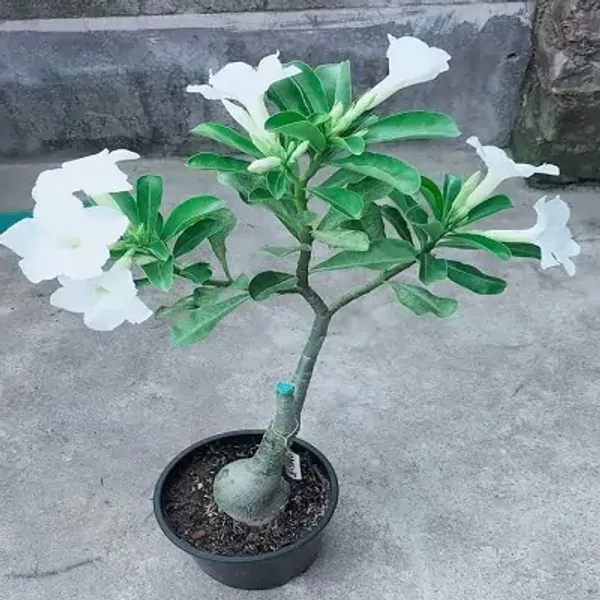White_Rose_Variety_Adenium_Plant