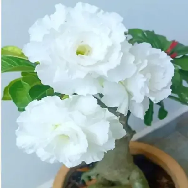 White_Rose_Variety_Adenium_Plant