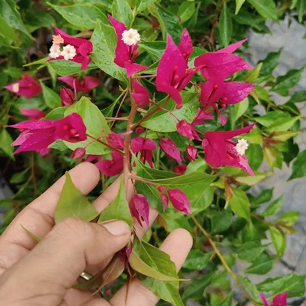 Rubi_Red_Bougainvillea_Flower_Plant