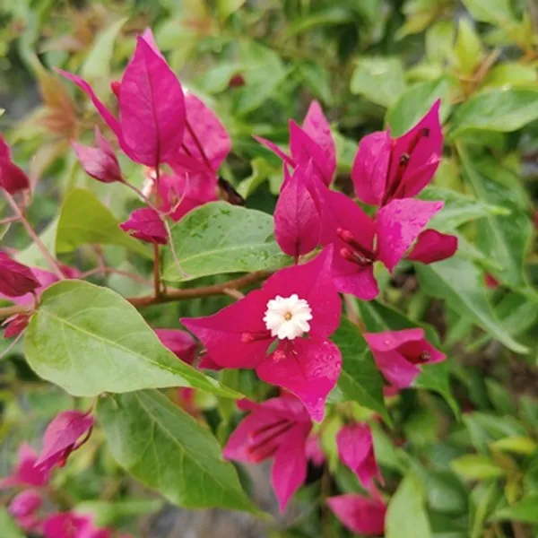 Rubi_Red_Bougainvillea_Flower_Plant