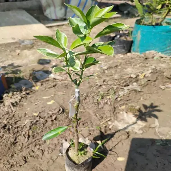 Green_Sweet_Variegated_Malta_Lemon_Grafted_Fruit_Plant