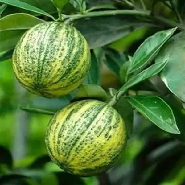 Green_Sweet_Variegated_Malta_Lemon_Grafted_Fruit_Plant