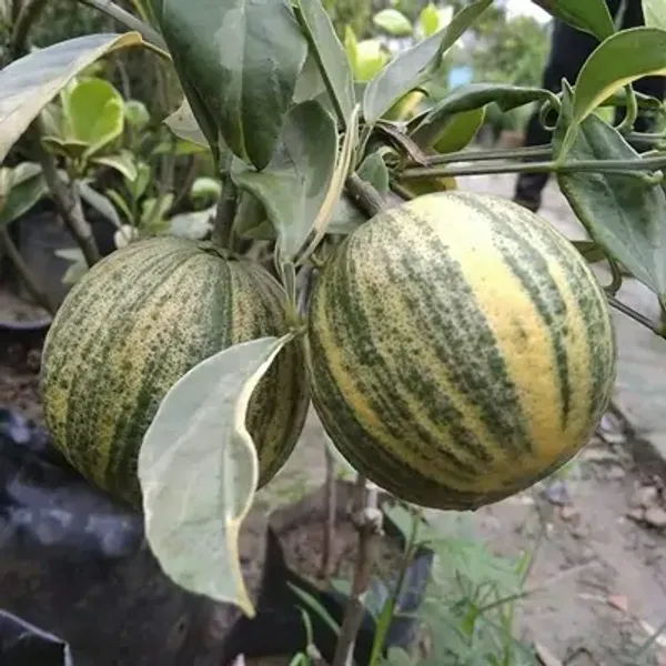 Green_Sweet_Variegated_Malta_Lemon_Grafted_Fruit_Plant