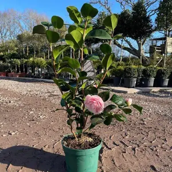 Pink_&_Amp_White_Camellia_Flower_Plant