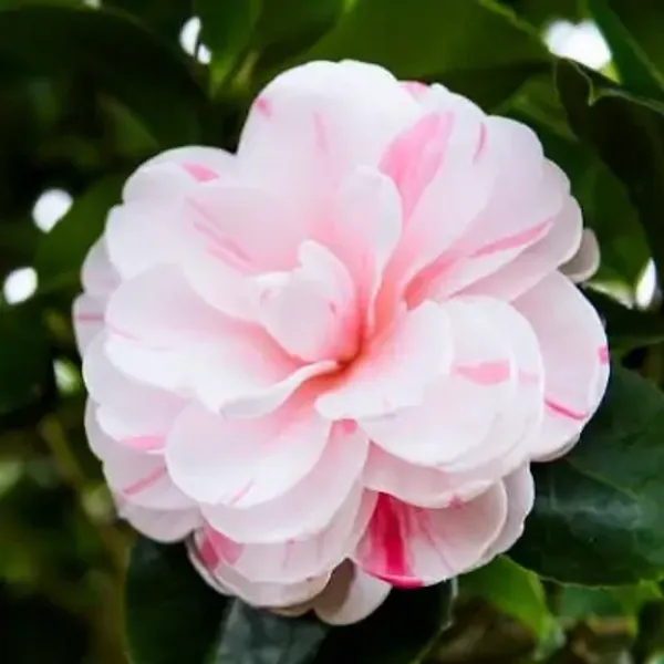 Pink_&_Amp_White_Camellia_Flower_Plant