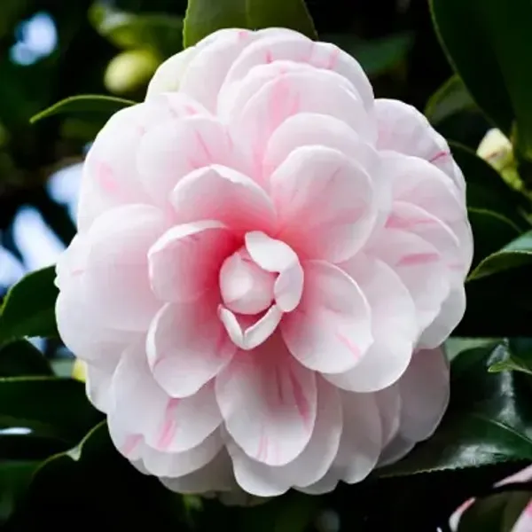 Pink_&_Amp_White_Camellia_Flower_Plant