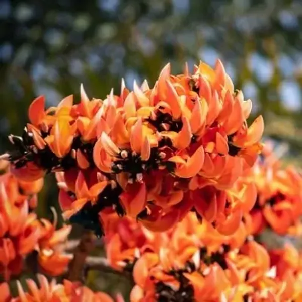 Red_Palash_Butea_Monosperma_All_Time_Flowering_Plant