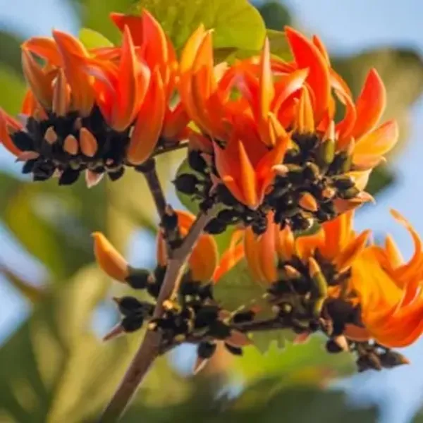 Red_Palash_Butea_Monosperma_All_Time_Flowering_Plant