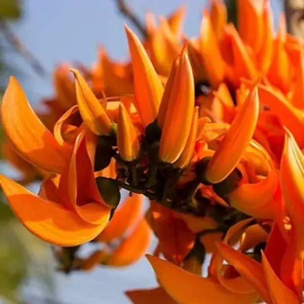 Red_Palash_Butea_Monosperma_All_Time_Flowering_Plant