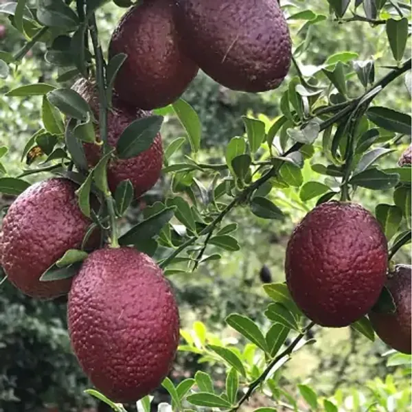 Blood_Orange_Lemon_Fruit_Plant