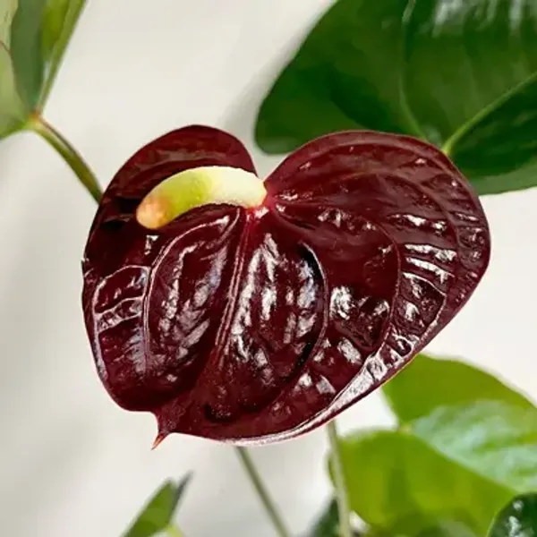 Dark_Red_Anthurium_Andreanum