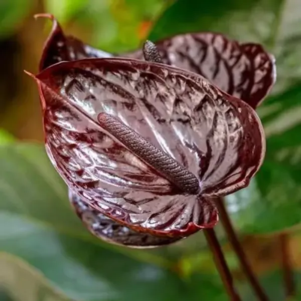 Dark_Red_Anthurium_Andreanum