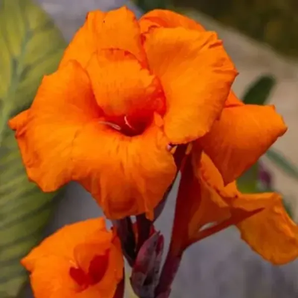 Orange_Canna_Indica_Flower_Plant