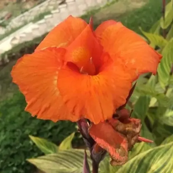 Orange_Canna_Indica_Flower_Plant