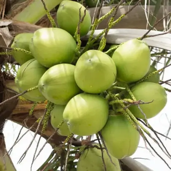 Green_Indian_Coconut_Fruit_Plant