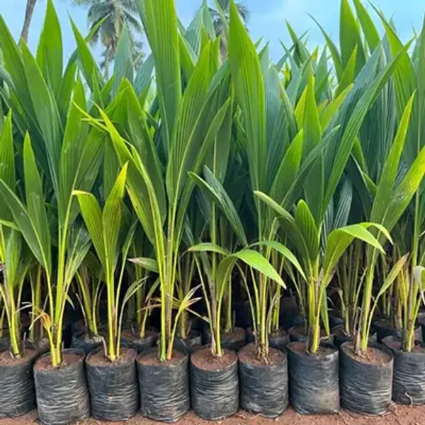 Green_Indian_Coconut_Fruit_Plant