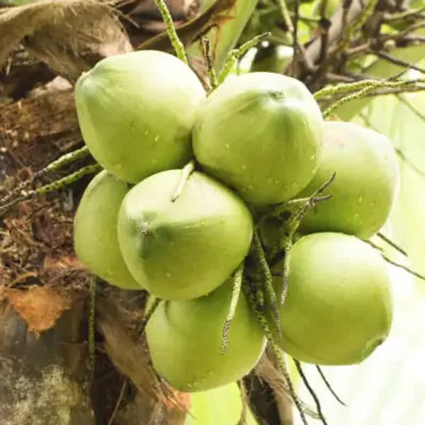 Green_Indian_Coconut_Fruit_Plant