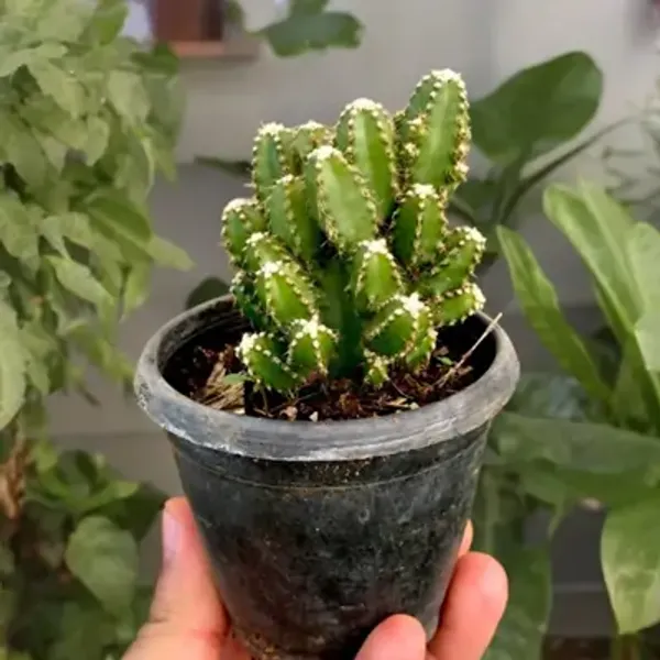 Green_Acanthocereus_Tetragonus_Fairy_Castle_Cactus