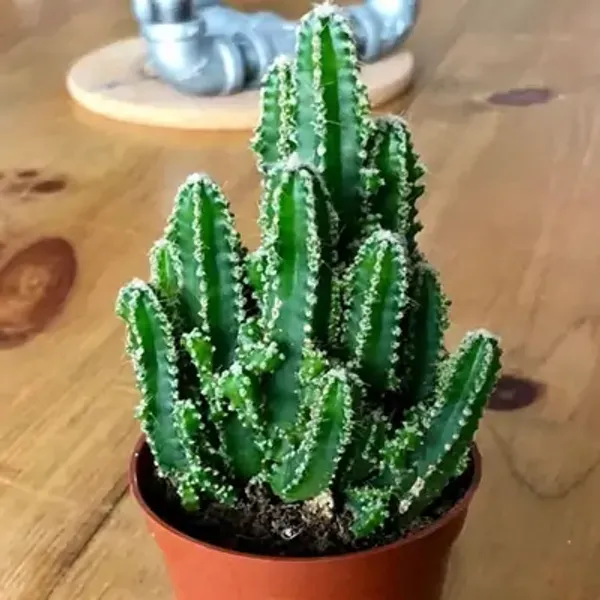 Green_Acanthocereus_Tetragonus_Fairy_Castle_Cactus